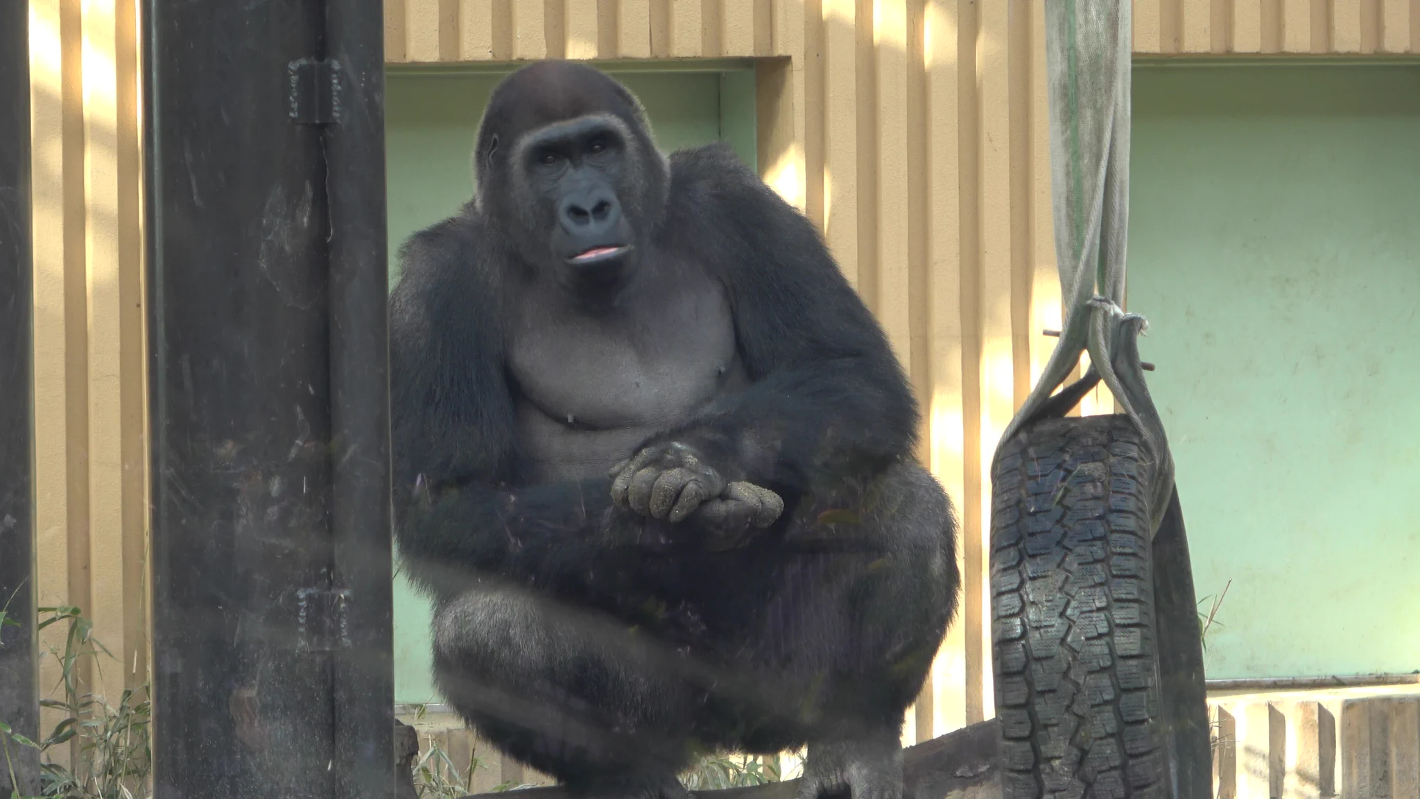 Gorilla Life ゴリライフ（ Ryan :ライアン） (@GorillaLifeEN) / X