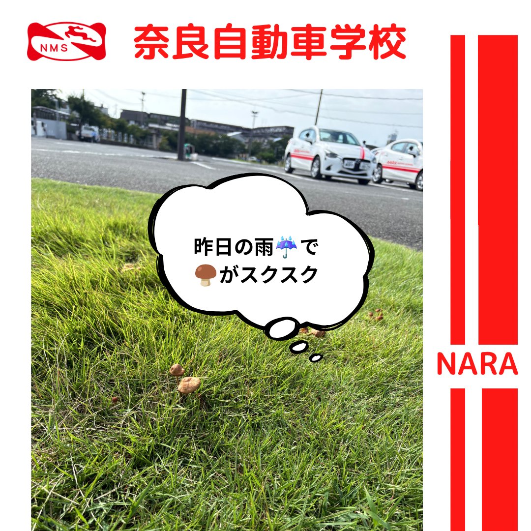 NaraMotorSchool's tweet photo. おはようございます☀

連日の雨で
コースの中の
キノコがすくすく🍄‍🟫

本日の空席情報です。
本日は各時間
キャンセル待ちです。
ご希望の方は
3番カウンター
までお越し下さい。

#ならじ
#きのこ
#すくすく
#雨の後
#空席状況 https://t.co/SojwWjvrRK