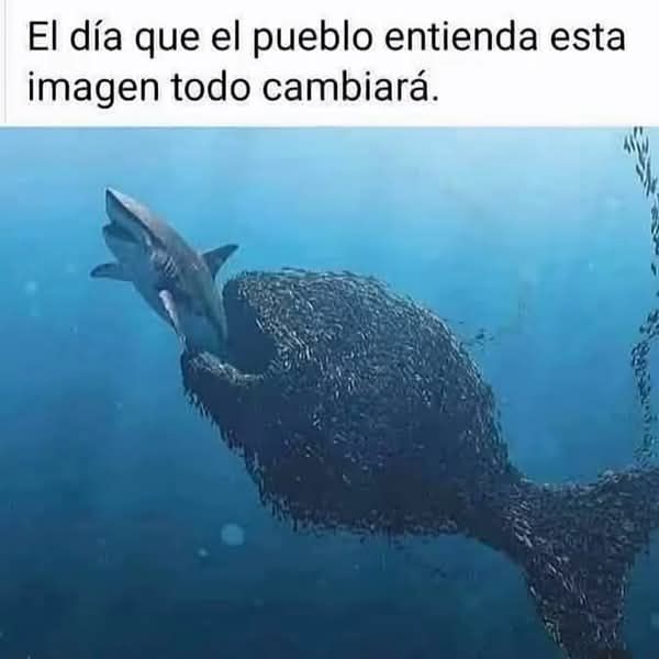 RincnCuriosoo tweet picture