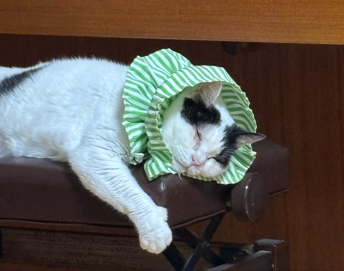 miracleshow's tweet photo. うちの猫が肛門嚢破裂っていうのになって、お尻から膿が出ています。しばらく洗浄に通わないといけないらしい。一昨日、うんちの後にずっとお尻を舐めていたから見てみたら、肛門の横におできがあり、癌だったらどうしようと心配しましたが、とりあえずそこまで悪いものじゃなくてほっとしました。 https://t.co/lcY87nnXVo
