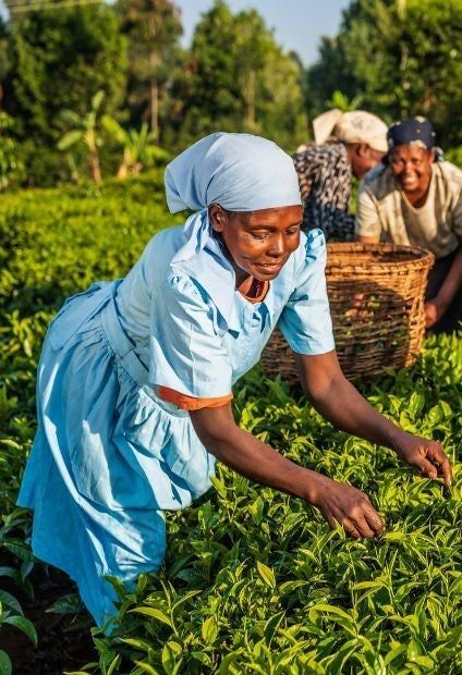 VictoriaKasozi's tweet photo. From fertile fields to hardworking hands, farming is at the heart of everyday life—growing food, sustaining families, and carrying tradition into the future. 🌱🌾❤️ https://t.co/naJM2pk2VZ