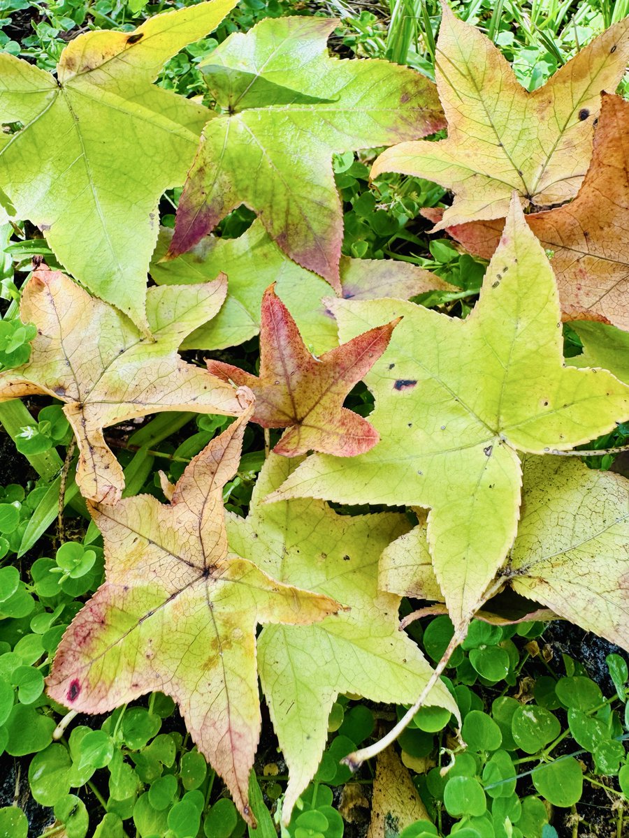 dolbyl's tweet photo. Is it fall yet?
#optoutside #getoutside #lovefl https://t.co/GXiwY0Pkdb