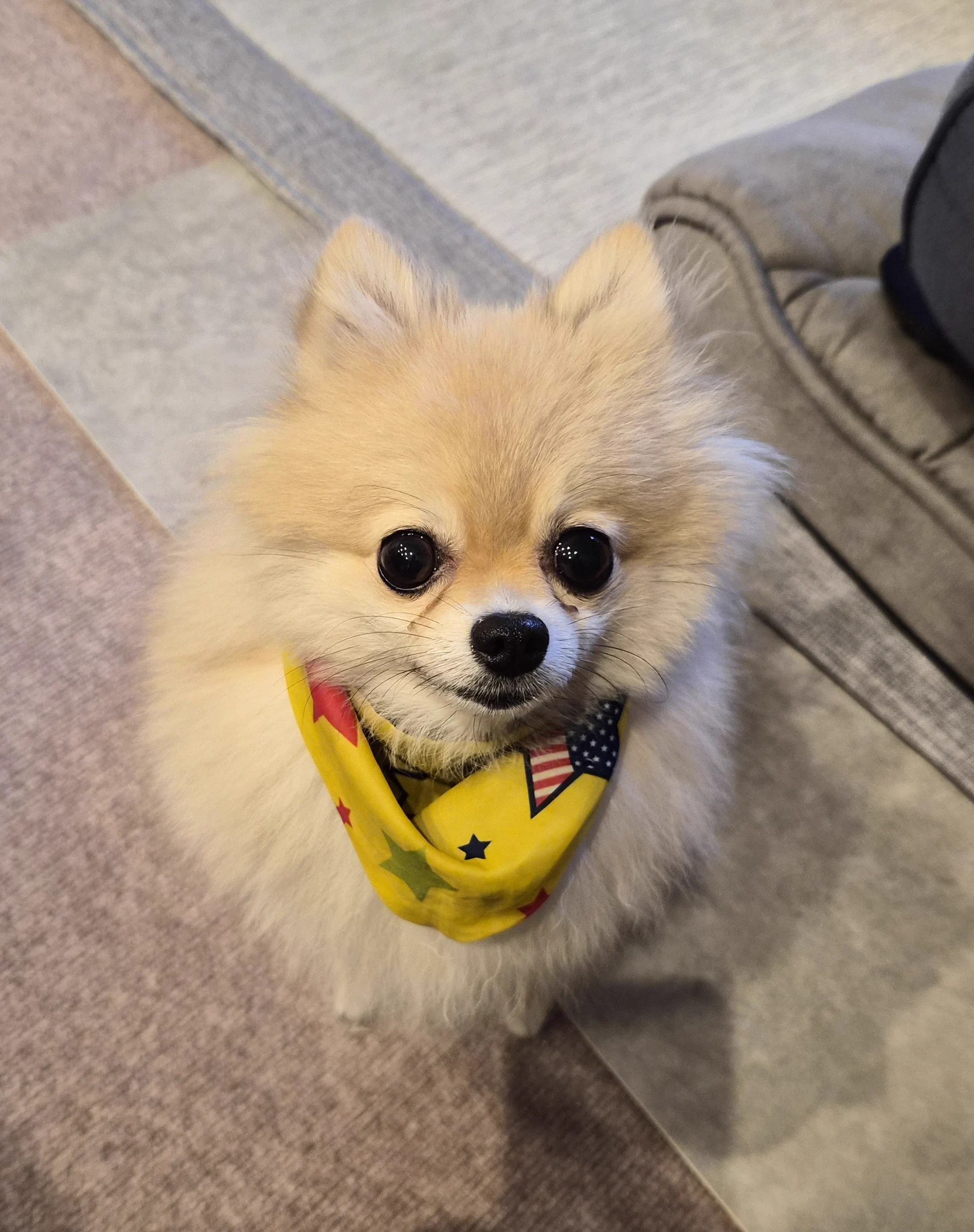 オーダー受付　ポメラニアン　3/24 あつおさん( ˙-˙ ) on X: 