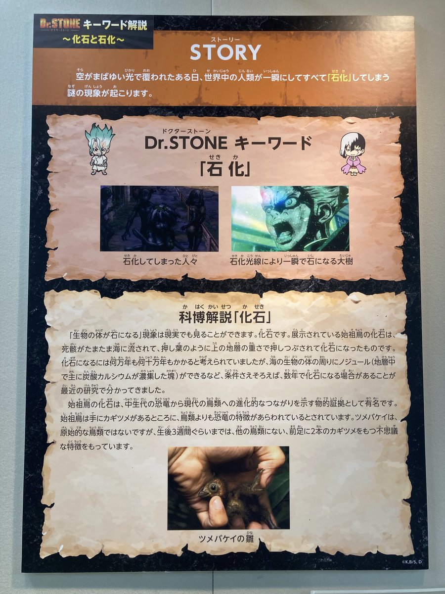 shimeji_dcst's tweet photo. 2022年に国立科学博物館とDr.STONEはコラボしております！
マジでガチで今までのコラボでダントツ1位なくらい最高すぎたので、
新規ファンの為にもリバイバルしていただきたい😭🙏私ももう一回行きたい🙏
展示も解説ボイスも良すぎて幸せだった😭
https://t.co/FOrvkx5P80 https://t.co/b6goH6J8sa