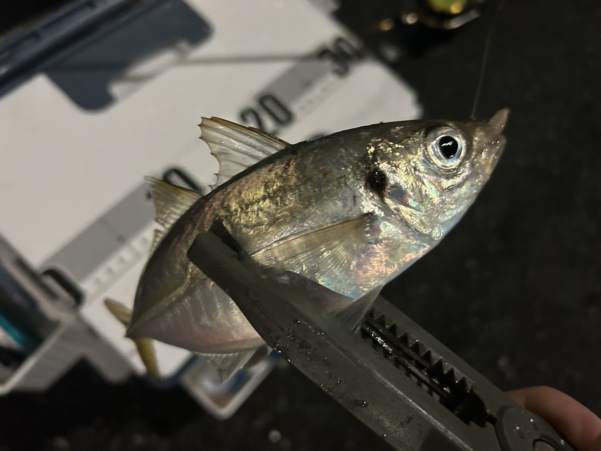 thomas197304's tweet photo. 昨晩、18:00~21:00久々にアジングしてきました🎣風強くパターン見つけるまで苦戦しましたが2.5g.3gジグヘッド使い釣れればサイズ良かったです🐟👍

#横浜 #アジング https://t.co/z5nEwssPl1