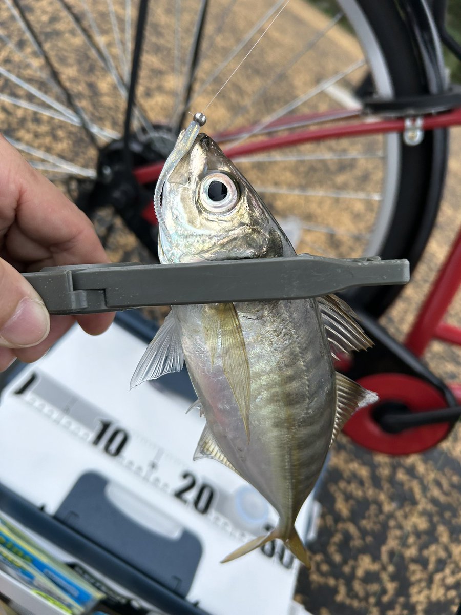 thomas197304's tweet photo. 昨晩、18:00~21:00久々にアジングしてきました🎣風強くパターン見つけるまで苦戦しましたが2.5g.3gジグヘッド使い釣れればサイズ良かったです🐟👍

#横浜 #アジング https://t.co/z5nEwssPl1