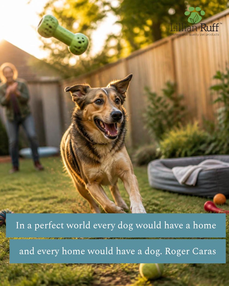 Lillian__Ruff's tweet photo. In a perfect world every dog would have a home and every home would have a dog." —Roger Caras. Celebrate zoomies, chaos, and calm with durable toys and cozy recovery beds that make play safe and rest easy. #dogs #pet Tap the link in bio. https://t.co/Av6MSuHynu