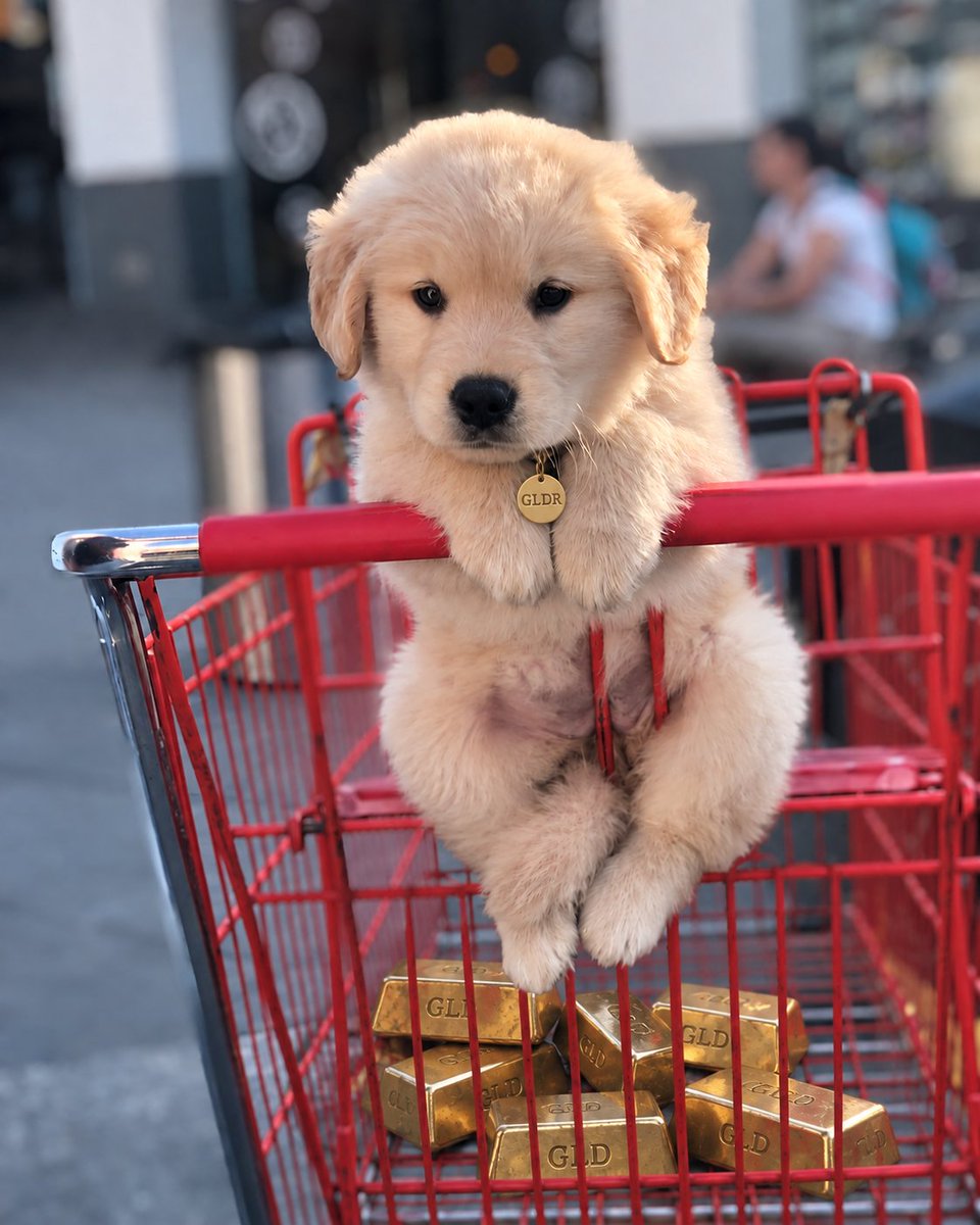 gldrcoin's tweet photo. Just the essentials https://t.co/yKFRa7lZzy