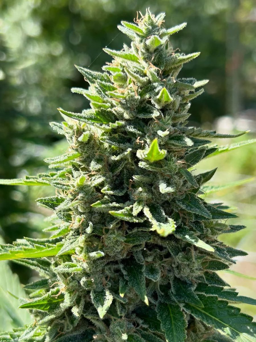 ganjaside420's tweet photo. Burmese Mimosa 🍊🌸🦨
STACKED!!! 

#harvest 
#breatheinhumboldt #weedoclock https://t.co/xAFQL1Sl1W