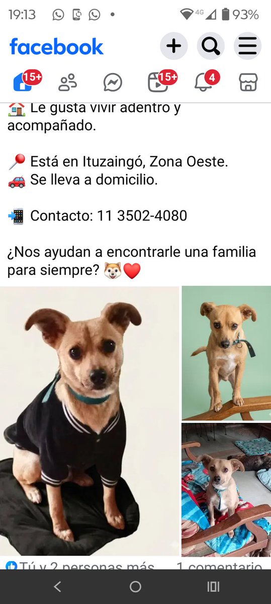 ALEXIANA777's tweet photo. Adopten q chinito es un dulce de leche ❤️❤️❤️🐕🐕🐕👇 https://t.co/1Y1b64odt2