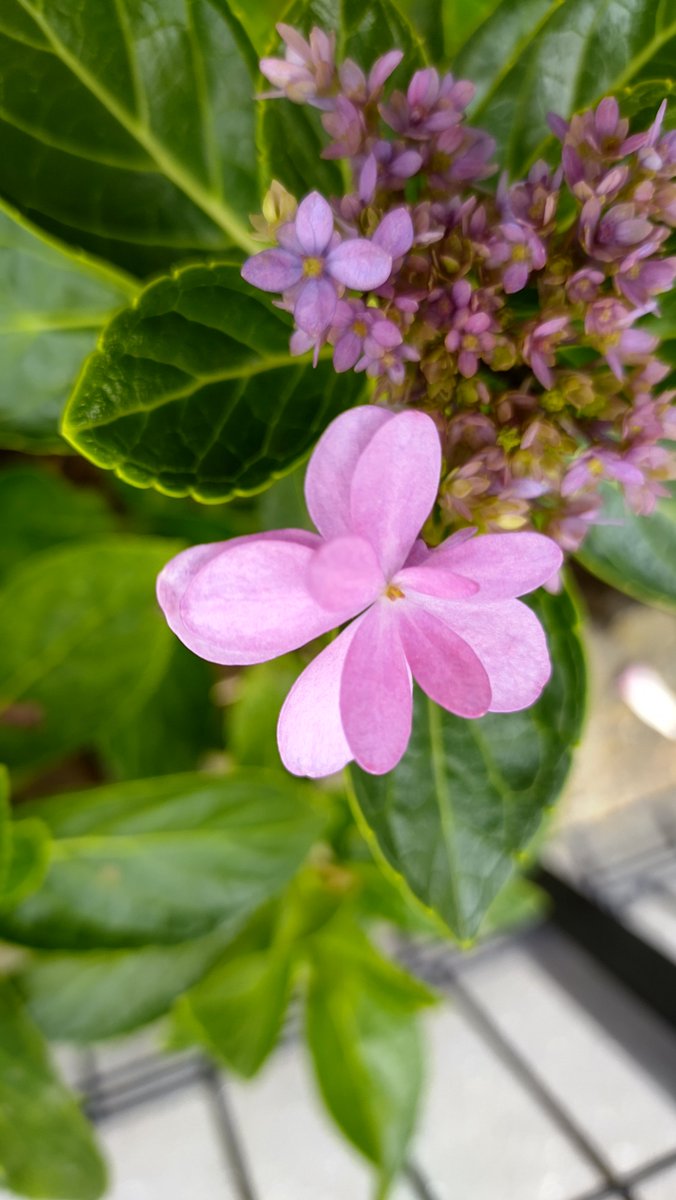 rakuchin_temomi's tweet photo. 紫陽花が咲きました
9月13日(日) 通常営業 https://t.co/jKl82nvVoE