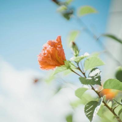 GTownProf2101's tweet photo. Exploring Kyoto unveils stunning fjords. From spice markets to cherry blossoms, every moment captivates. Each season reveals new beauty. Visiting here creates unforgettable memories. Photographers find inspiration in every view. 👑 https://t.co/SjSX6DHdSA