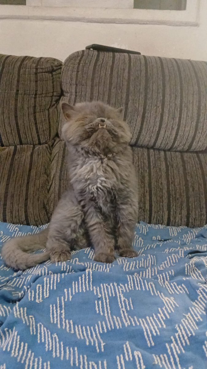 AbrigoMeimei's tweet photo. PRECISAMOS DE AJUDA — GATO PERSA CEGO ESPANCADO EM LAR TEMPORÁRIO

Eu não caibo em mim de tanta indignação. 

Duck chegou ao abrigo tem uma semana após o pedido de uma moça. Disse que o resgatou há menos de 3 anos já cego e após uma mudança para outro país, deixou com alguém “de confiança”. Agora, sem data prevista de volta, a tal pessoa não poderia mais ficar com o gato e por isso nos procuraram.

Ela aceitou ajudar com seus gastos iniciais e logo organizou a vinda dele. A pessoa que o trouxe me entregou ele como se fosse uma encomenda. Foi quase ríspida, estranha, me deixou até mal. 

Nos dias que ele esteve aqui (entre 2 e 3) ele comia desesperadamente, chegou a comer 3 sachês seguidos como se estivesse com fome há dias. Achei estranho, mas pensei “às vezes só não comia sachê e gostou muito, normal”. 

Até antes da vinda dele pedi para minha amiga e veterinária @/mi_brandino que fosse lar temporário dele, porque ela tem muito conhecimento de gatos persas. Quando eu fui levar ele, ela ficou surpresa com o estado dele (que eu, por não conhecer detalhes da raça, não notei).

Além de cego, ele mancava de dor por dificuldade de evacuar. Quando conseguiu, com ajuda de supositórios, sangrou muito (fotos no post). Ele estava muito magro, com uma sede absurda. A Dra Milenna viu que não seria um problema resolvido apenas com probióticos e alimentação, então fez exames de sangue e ultrassom, que confirmaram: Duck foi ESPANCADO, tem lesões internas, além das evidências de maus tratos por ter emagrecido demais nos últimos meses de acordo com as fotos.

Agora, nessa situação, a pessoa que nos pediu ajuda assumiu que ele foi comprado em um gatil que fazia cruzas entre gatos da mesma família, então a cegueira dele provém de problemas genéticos. 

O problema é que, além de tudo, essa pessoa não quer ou não pode denunciar quem estava maltratando o Duck porque provavelmente é da família dele. Então agora a recuperação do Duck é problema nosso.

Precisamos pagar:

👉 Ultrassom (R$ 200)
👉 Hemograma com FIV e FeLV (R$ 300)
👉 Raio-x (R$ 250)

Além de custear fraldas e alimento a base de fibras pra ele conseguir defecar sem dor.

Peço encarecidamente a ajuda de cada um de vocês pra gente salvar essa vida que já sofreu tanto.

👉 Pix: 11985816168 em nome de Lorena Tuxen (Nubank).

Agradeço desde já quem puder somar com a gente nessa luta por ele.