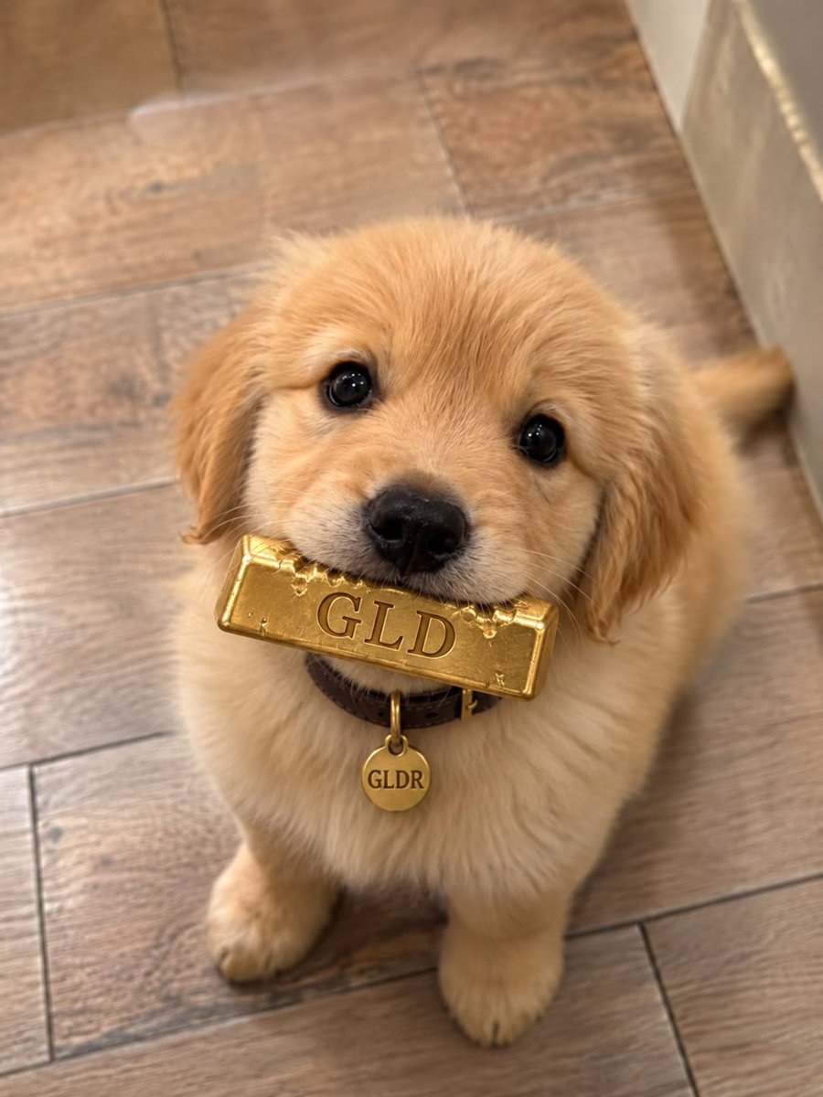 gldrcoin's tweet photo. @Palgrani2 @longdotxyz The good ones sit before they run. 🐕
 $GLDR / $GLD https://t.co/yBCX99OVye
