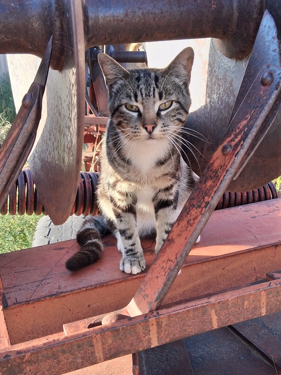 Jessica50361568's tweet photo. #barncatchat https://t.co/EEO3wJzcci