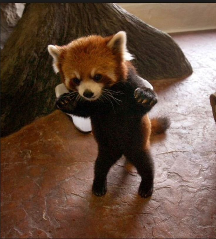 RedPandaTwting's tweet photo. rawrrrr https://t.co/zMiOcDCJzt