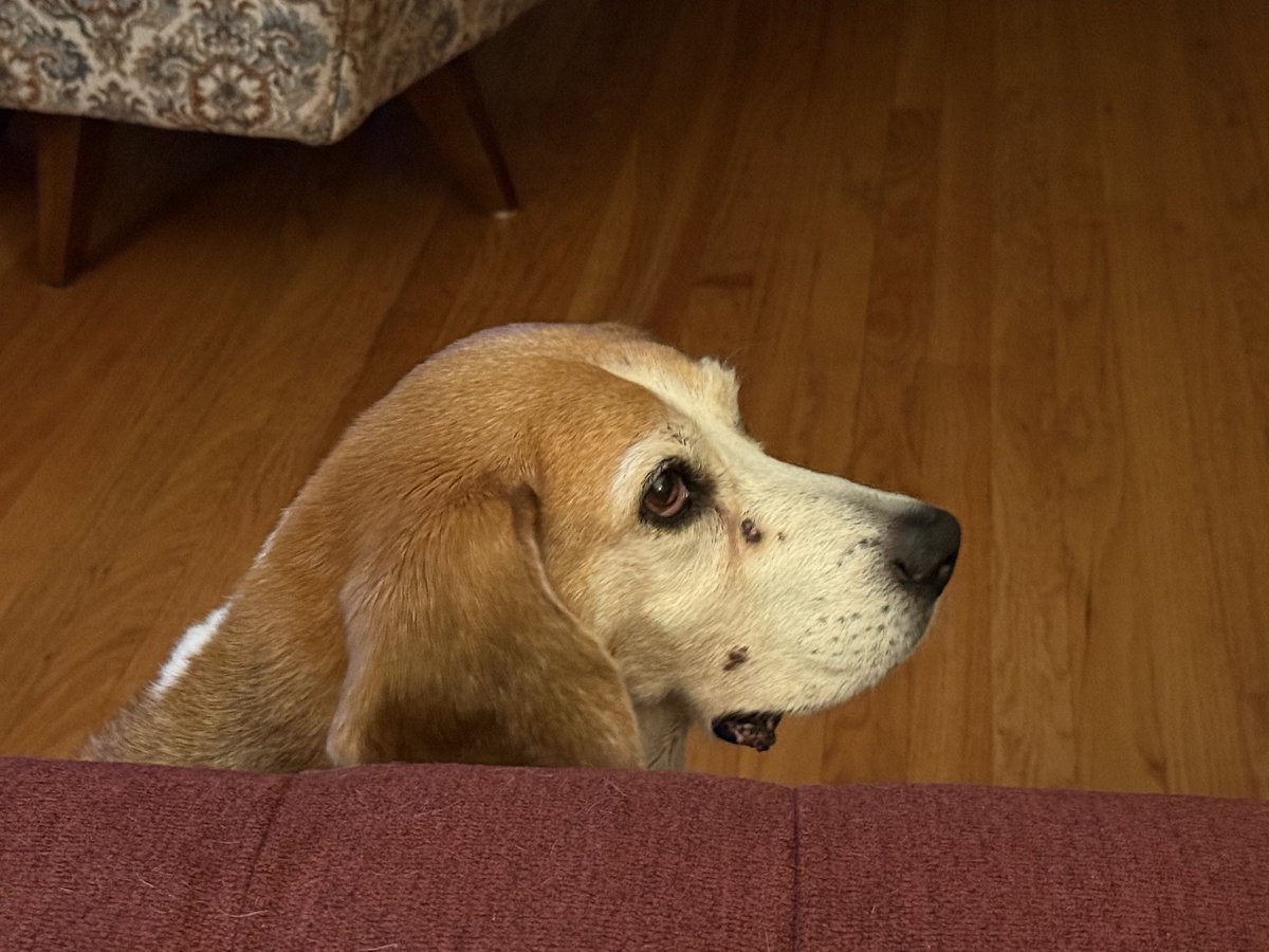 HoundDogLove1's tweet photo. Please oh please share the pizza bones! #beaglelife #pizza #begging https://t.co/i1HAsC4Jmp