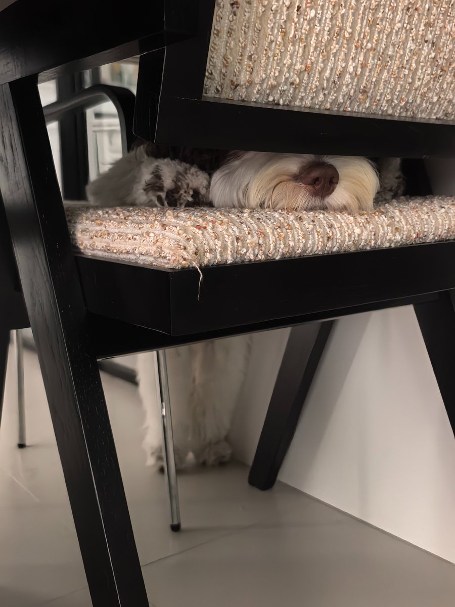 liachan_99's tweet photo. 椅子长狗啦？If I fit,I sit .even if I'm stuck.#cokapoo #puppy https://t.co/aNnUn430Yg