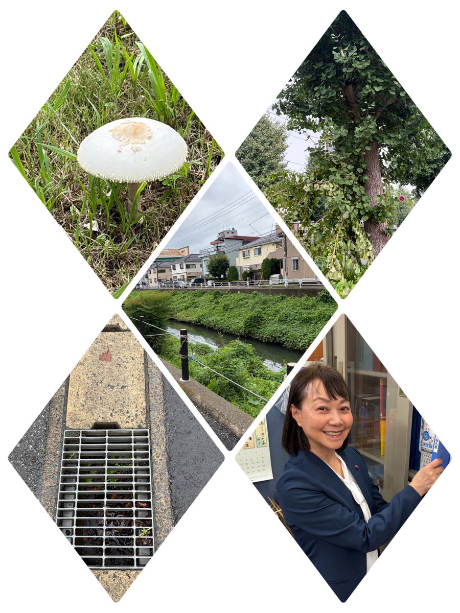 iwasemari's tweet photo. ◆昨日は地域のみなさまと対話を！
並木の枝折れ、公園内に危険なキノコ、側溝のヘドロや新坂川のロープの補修など…
たくさんのお声をいただいています。

ひとつひとつの課題に向き合ってまいります‼️
今日もお声を聞いてまいります😊　
#岩瀬まり　#松戸市議会議員 https://t.co/eDJlN971x5