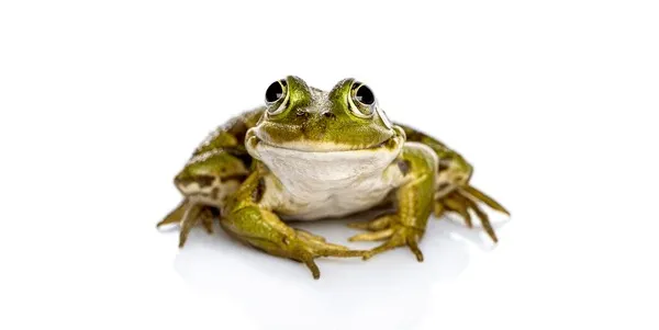 Milychu_'s tweet photo. found a stock image of this frog look how pleased he is https://t.co/ZaOcGPnKmu