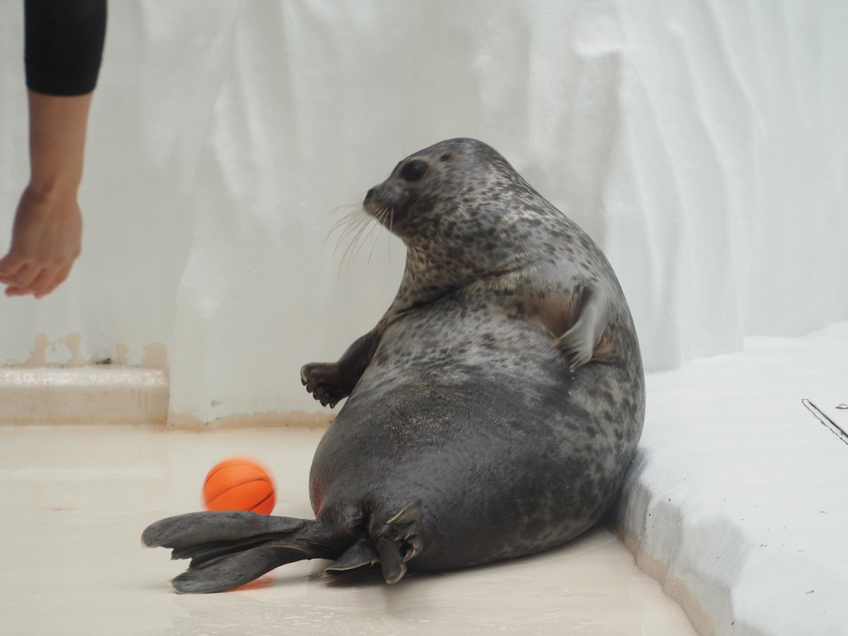 domehimeno's tweet photo. ユキちゃんのボールキャッチ
＃海遊館　＃ワモンアザラシ https://t.co/enL2XACr0Y