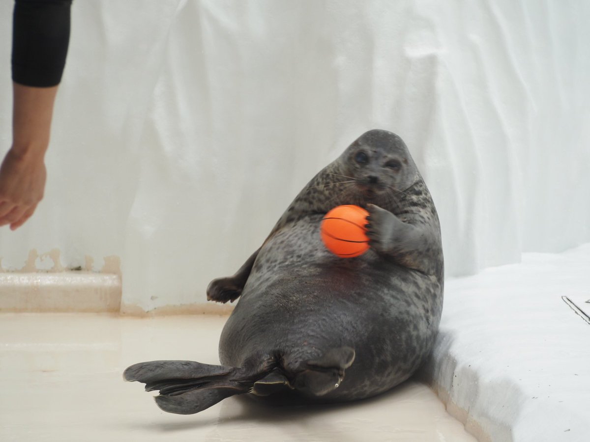 domehimeno's tweet photo. ユキちゃんのボールキャッチ
＃海遊館　＃ワモンアザラシ https://t.co/enL2XACr0Y