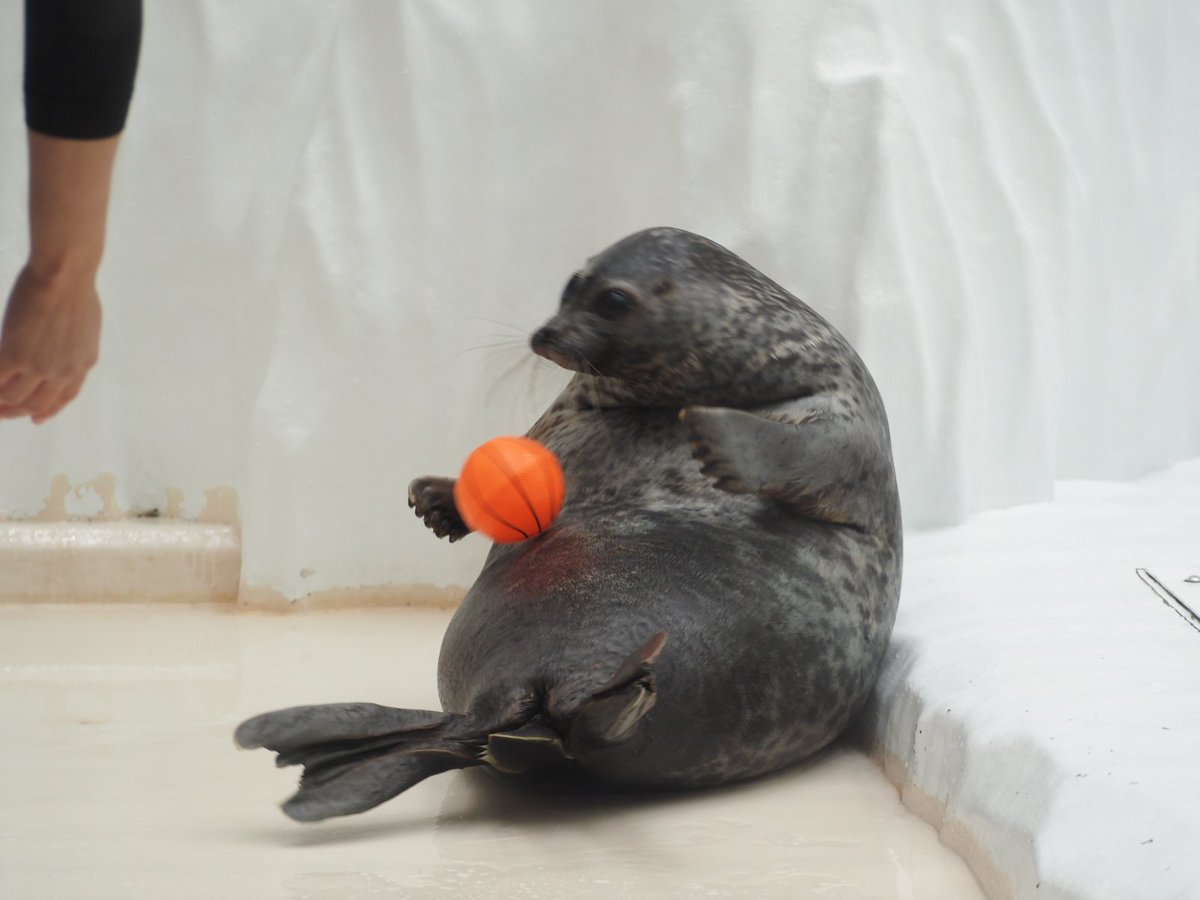 domehimeno's tweet photo. ユキちゃんのボールキャッチ
＃海遊館　＃ワモンアザラシ https://t.co/enL2XACr0Y