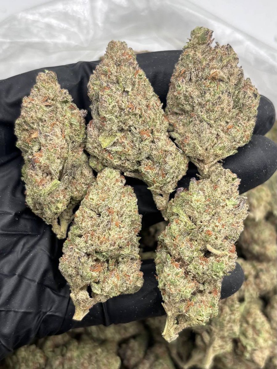 MPlug410's tweet photo. BUBBLEGUM Mac AAA +
#dmvfreaks #dmvplug #vaplugs
#bmoreplugz #dmvthots #vathots
#DMVFreeEvents #maryland #dczaman https://t.co/mGhVueyOdy