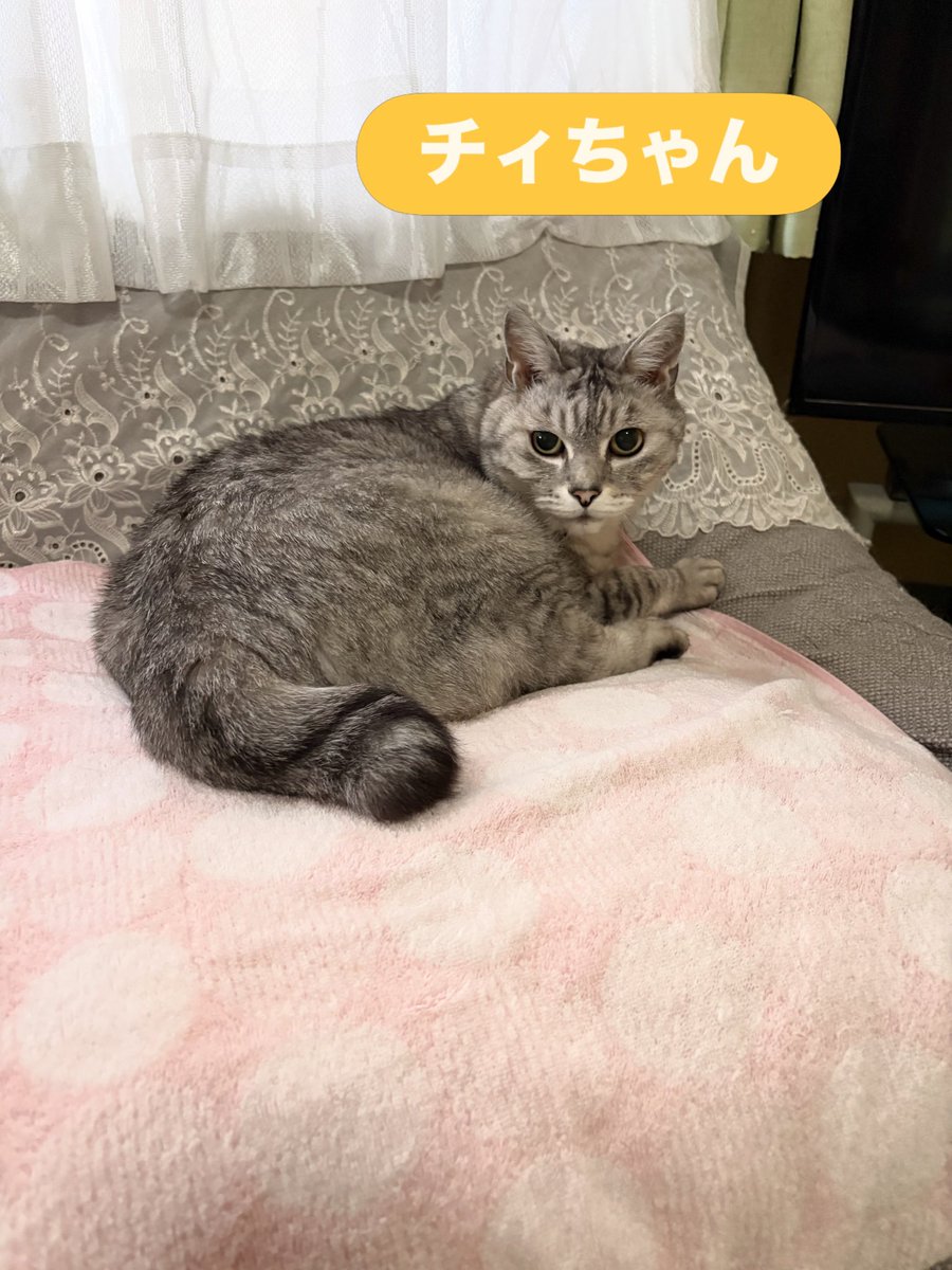 soineko_cat's tweet photo. チイちゃん・チョコちゃん、シッティング1日目🐈🐈

チイちゃんはソファでお出迎えしてくれました😊
チョコちゃんは2階から全速力で窓際へ💨

その後はチイちゃんはこたつの中、チョコちゃんは窓際でそれぞれのんびり過ごしていました☺️💕

明日もよろしくね✨ https://t.co/YekO7cS9rq
