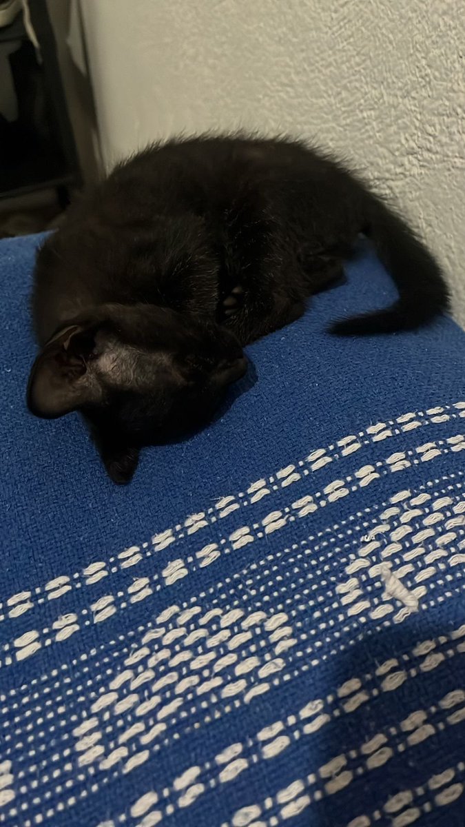 lenakluthor's tweet photo. primeira foto que tirei dela / a foto mais recente dela https://t.co/vEByoJADyW