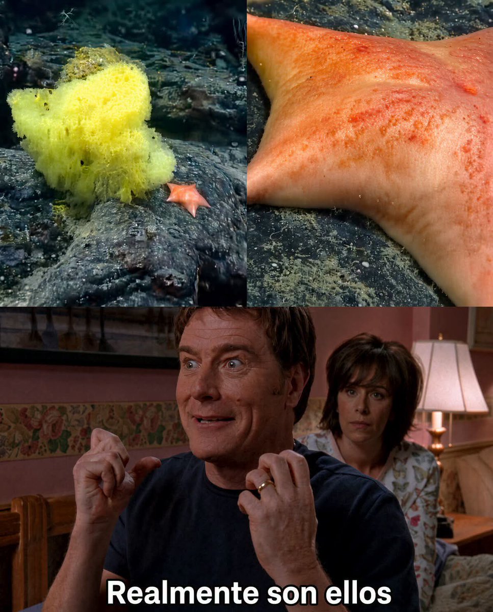 En_jupiter_'s tweet photo. Los científicos encontraron al Bob Esponja y Patricio de la vida real… a 6,200 pies bajo el Atlántico 

Una expedición de la NOAA grabó una esponja amarilla y una estrella de mar rosa sentadas juntas en el fondo del océano.

Hasta el biólogo marino Christopher Mah dijo: “sí… son ellos”.

Fondo de Bikini, pero versión 2026.