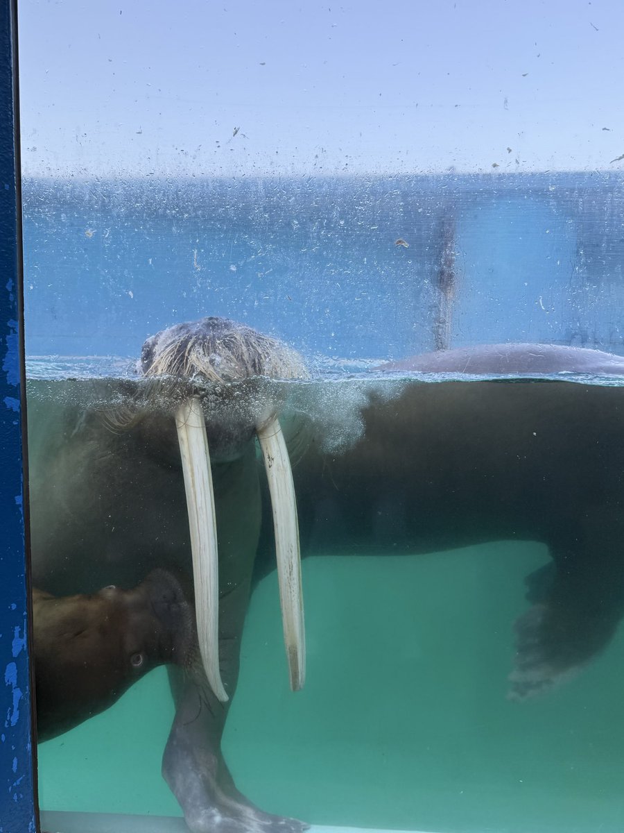 kai46603323's tweet photo. そんな時、母は…我関せず🤣
#おたる水族館
#セイウチ 
#ウーリャ https://t.co/I41xEv4gYX
