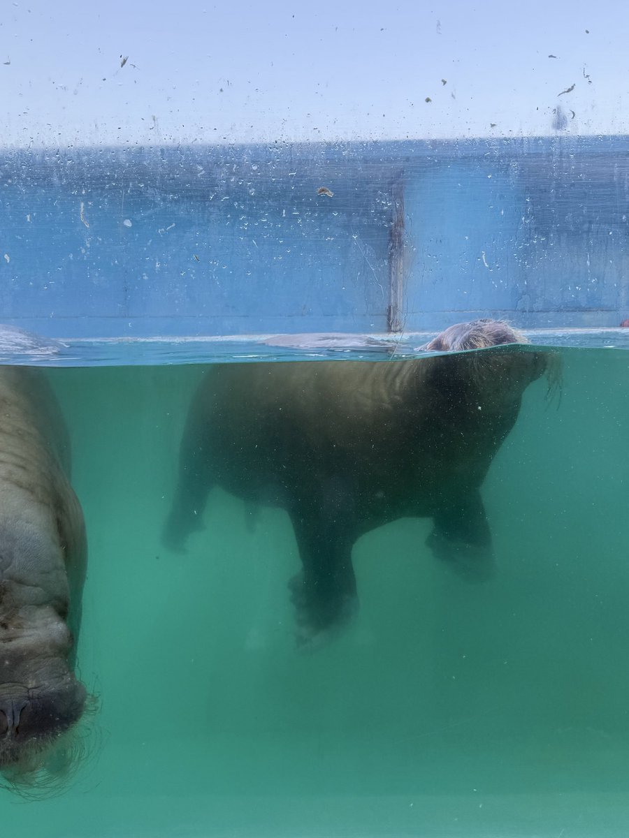 kai46603323's tweet photo. そんな時、母は…我関せず🤣
#おたる水族館
#セイウチ 
#ウーリャ https://t.co/I41xEv4gYX