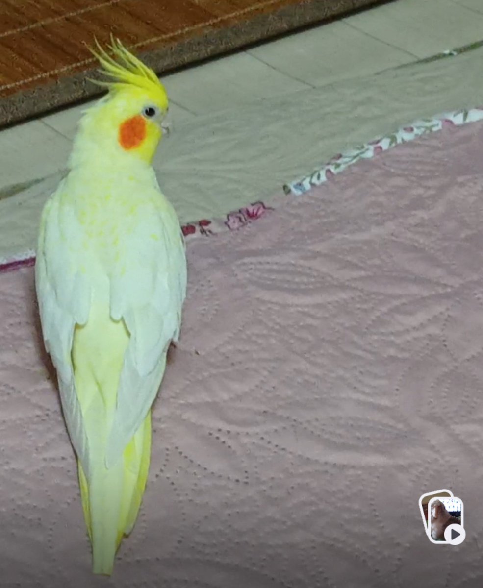 risa_smiles's tweet photo. オカメインコを探しています！数十キロ飛べます！離れた地域からでも目撃、保護してくださっている方、こちらまでぜひご連絡ください！
yu1202zu@gmail.com
種類：オカメインコ（名前：さくら）
失踪地：東京都江東区北砂3丁目付近
失踪日：2026/8/28
#白　#オカメインコ　#ルチノー　#ルチノーパール https://t.co/JcbrMXKcKF