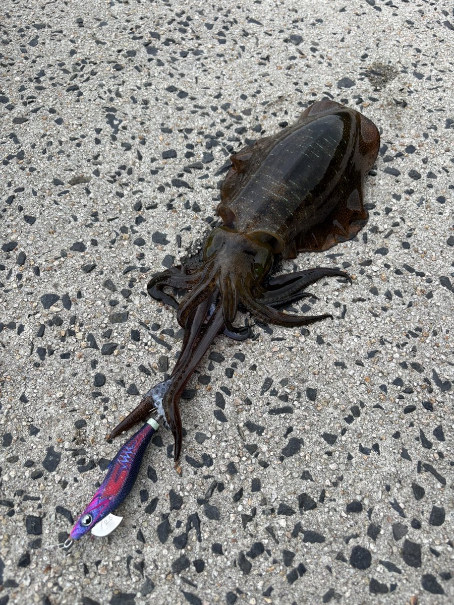 X67460045's tweet photo. めちゃくちゃ久しぶりの朝エギング🦑

渋めだったけどコツコツ潮に噛ませて釣れました🎣

500g超えっぽいのを2杯もバラしましたw https://t.co/v6JV1rVRUN