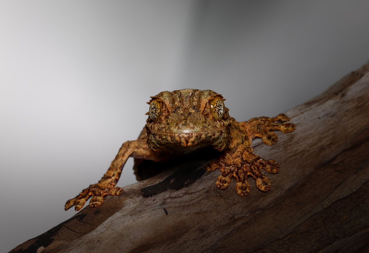 DenverZoo's tweet photo. We have a brand-new addition in Tropical Discovery! 

A lichenose leaf-tailed gecko has hatched here at the Zoo, marking the 17th hatchling of this species in just the past two years. 🥚 

Lichenose leaf-tailed geckos are masters of disguise. Native to the forests of northeastern Madagascar, they mimic the mosses and lichens found on vines and branches so perfectly that they're nearly impossible to spot. They even have a fringe surrounding their entire body to help break up their outline. This species exists nowhere else on Earth, and their population is unfortunately in decline due to habitat loss. 

DZCA manages the entire AZA population of lichenose leaf-tailed geckos and is home to one third of all individuals held in human care in the United States. This hatchling is a meaningful win for the species' future. 

Come visit the adults on exhibit in Tropical Discovery while this little one continues to grow! 🦎 

Baby Bulletin presented by @Intermountain 

Photos: Animal Care Specialist Troy B. 

#BabyBulletin #LichenoseLeafTailedGecko #DenverZooConservationAlliance #TropicalDiscovery #Madagascar #SavingWildlifeTogether #IntermountainHealth