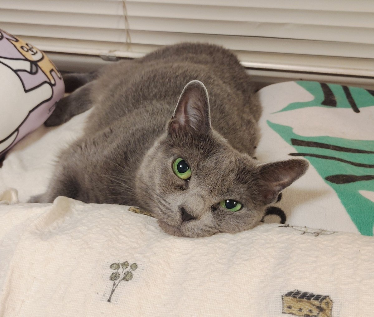 NoMiKiRi's tweet photo. だらしないみーこちゃん🐈‍⬛ https://t.co/gOuaMtVj4y