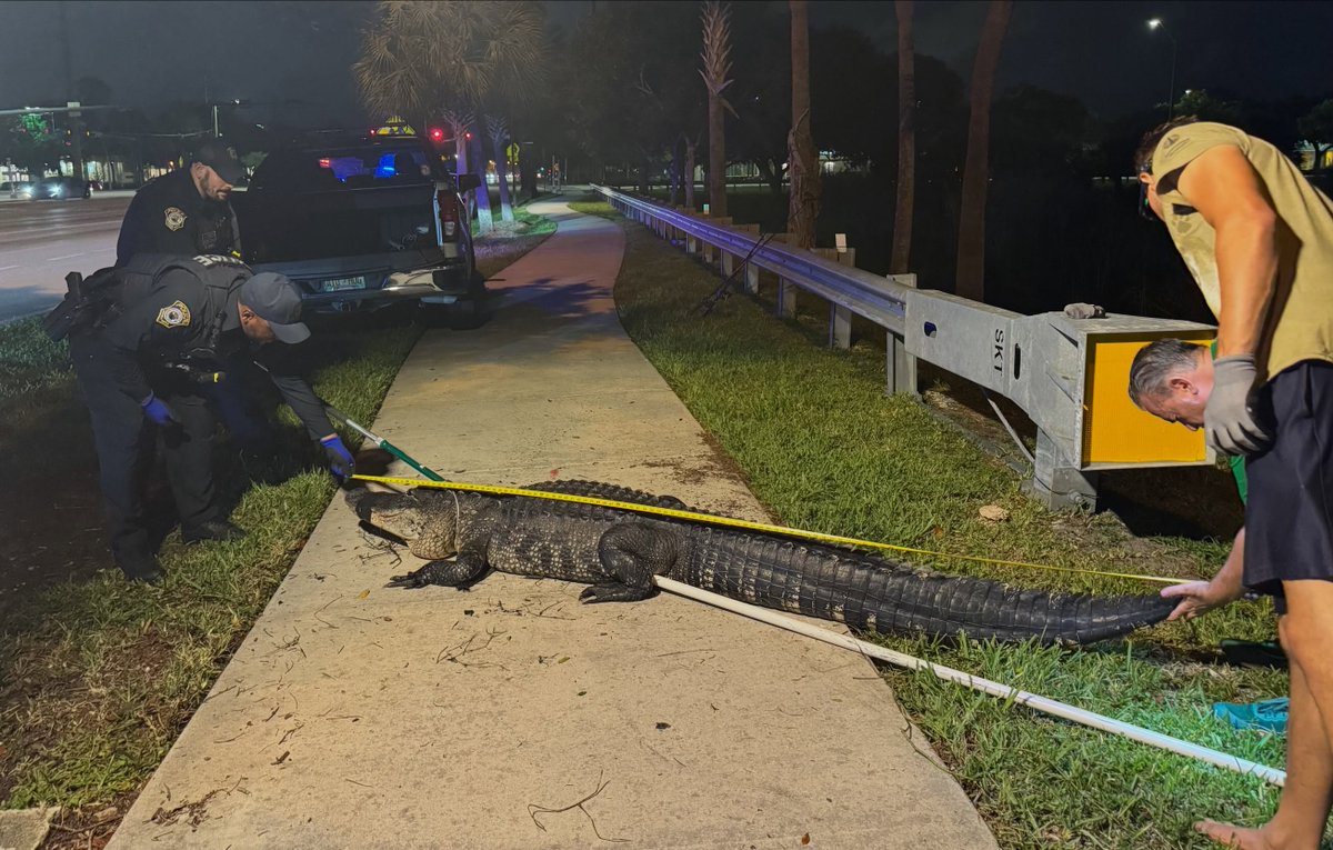 everglades's tweet photo. Looks like someone was a little early for class at Coconut Creek High School 🐊 There’s a familiar face in this rescue story,  too. Devin from the Gator Boys Alligator Rescue Team helped with the trap, and this big guy is now here with us at the Park. Can you spot Devin in the photos?

#GatorBoys #AlligatorRescue #EvergladesHolidayPark #CoconutCreek #FloridaWildlife @d_outback_