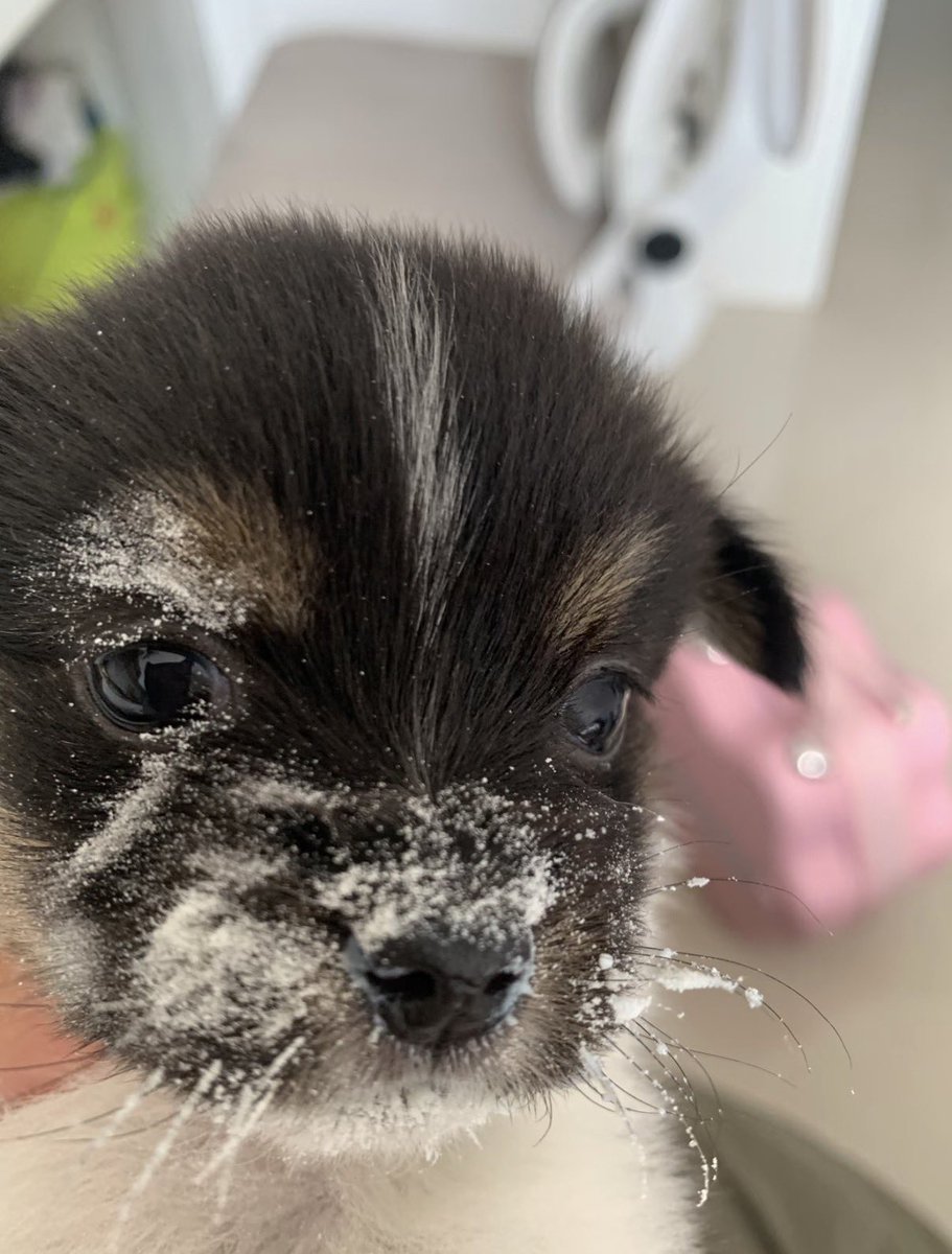 twaniimals's tweet photo. https://t.co/9JxIajVLSs