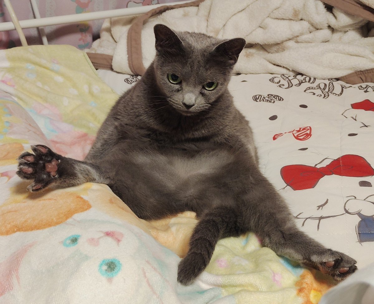 NoMiKiRi's tweet photo. どすこいみーこちゃん🐈‍⬛ https://t.co/kiCdM8X5dr