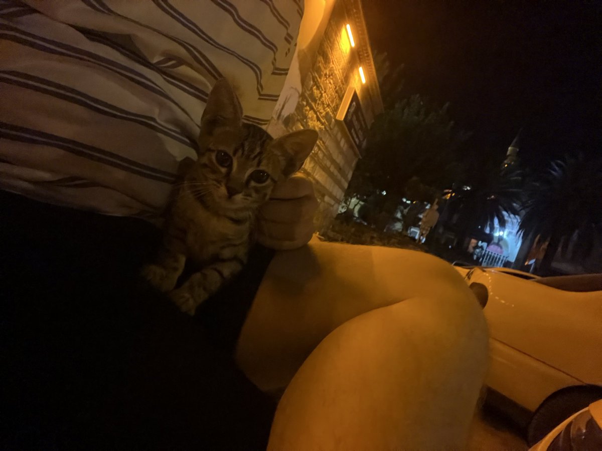 oalanbel's tweet photo. hayırlı olsun gecenin üçünde kedy sahiplendim https://t.co/ZBHDGI9PA5
