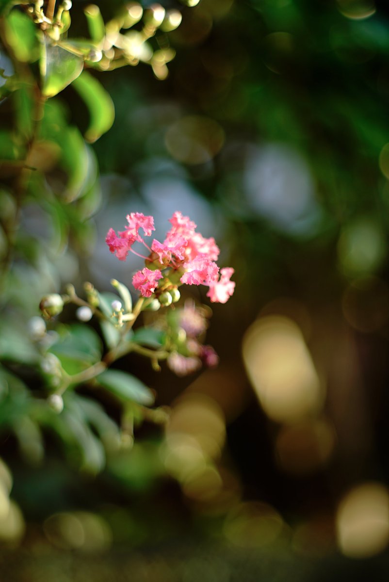 clio_himod's tweet photo. やはり老眼にはピント合わせ辛い

#α7s #supertakumar55mm https://t.co/HfLpOURUWO