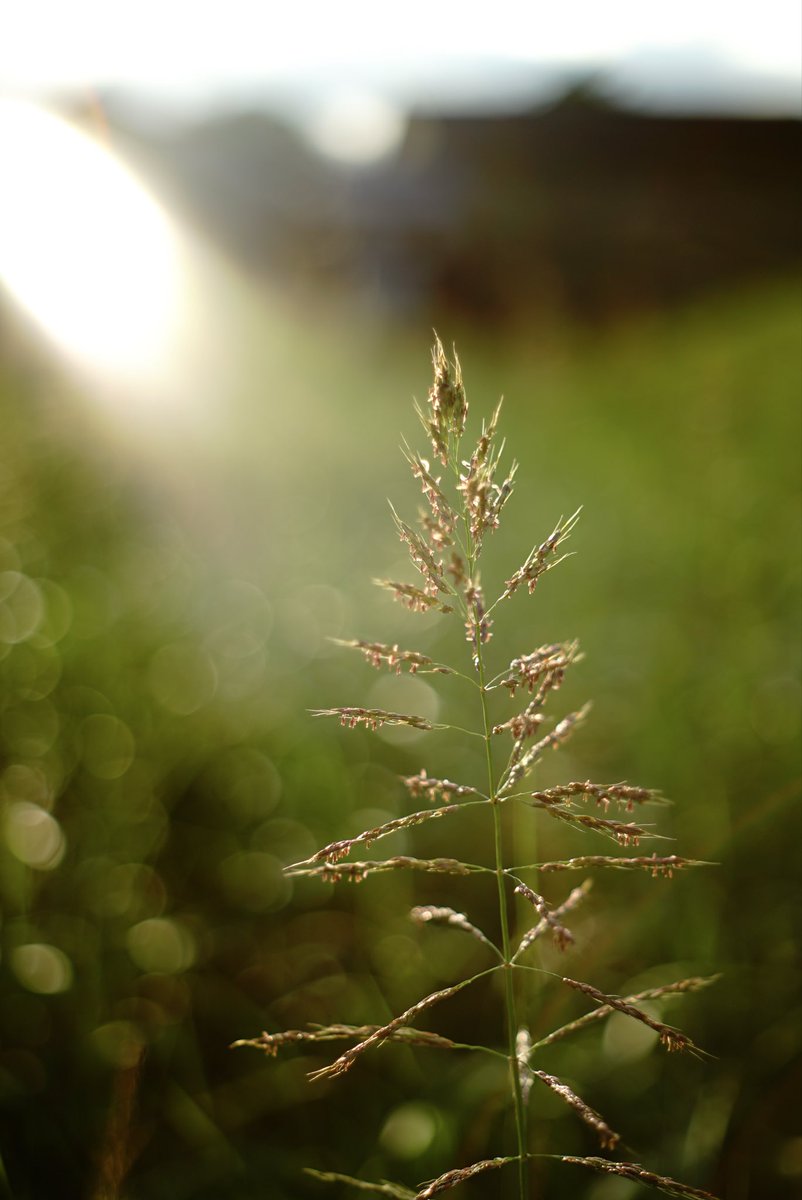 clio_himod's tweet photo. やはり老眼にはピント合わせ辛い

#α7s #supertakumar55mm https://t.co/HfLpOURUWO
