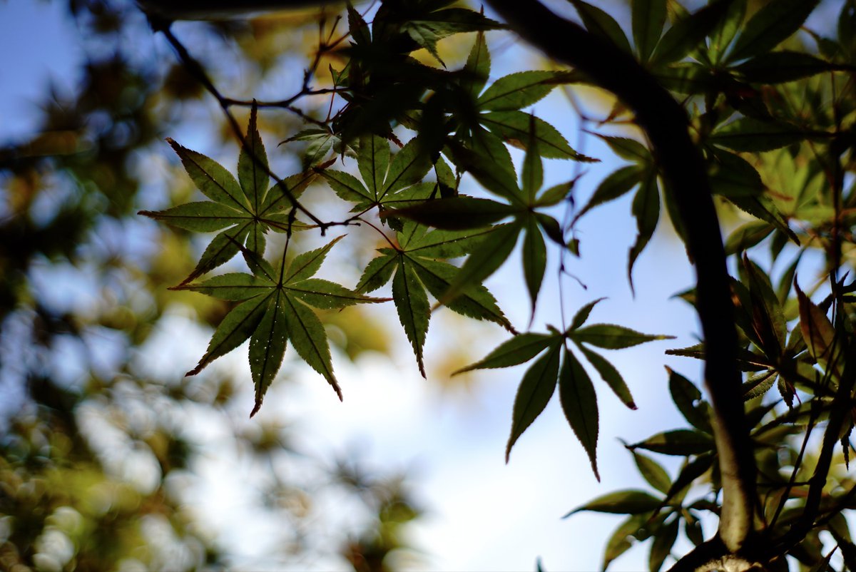 clio_himod's tweet photo. やはり老眼にはピント合わせ辛い

#α7s #supertakumar55mm https://t.co/HfLpOURUWO