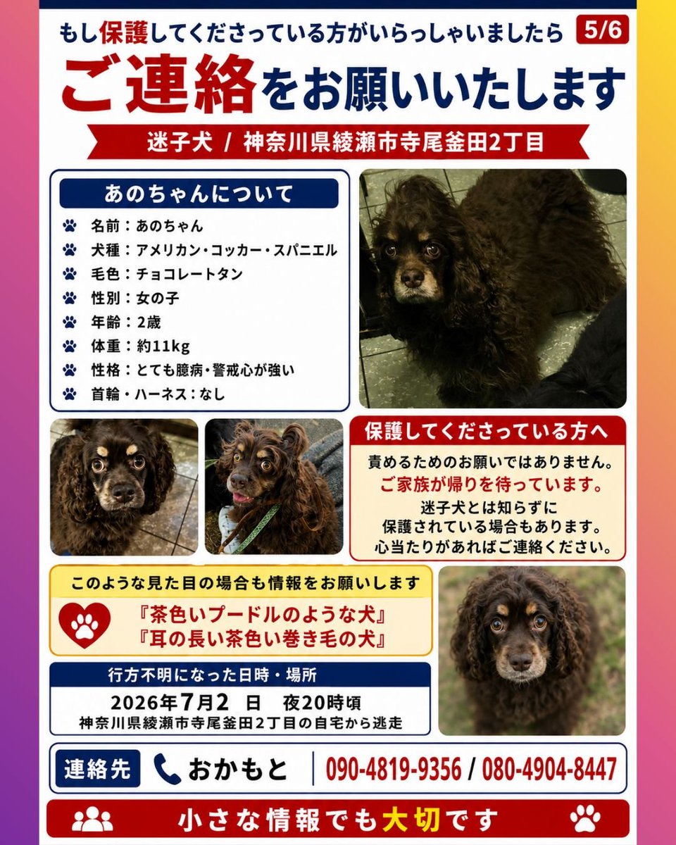 ano_mama10150's tweet photo. 🆘️🆘️あのを探してます
#探してますアメリカンコッカースパニエル
#チョコタン
#拡散お願いします

7/2から行方不明になっています。
似た子を見かけた方いませんか❓
見かけた方いましたらご一報お願い致します🙇
保護して下さってる方いませんか❓
ご連絡お願いします。
あのの家はここです。 https://t.co/uU94hMvHFf