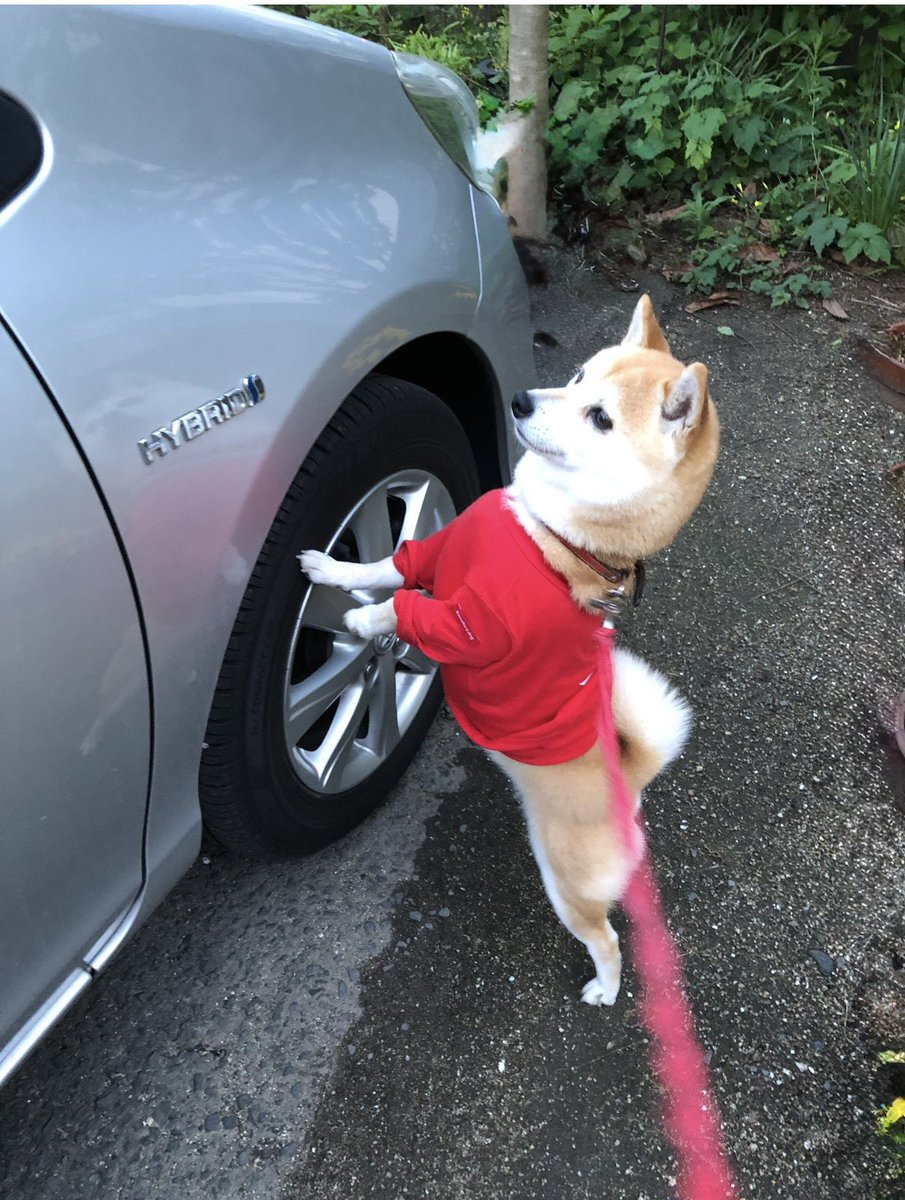 wu4gqfmiku's tweet photo. 【#迷子犬 #拡散希望】
今日で70日です。
香川県観音寺市で失踪した豆柴の「ミク」を探しています。
どなたか見かけた、保護された方はいませんか？

どんな些細な情報でも良いのでご連絡宜しくお願い致します。
特徴：はっきりした富士額、白靴下、マイクロチップ有

#観音寺市 #柴犬 #豆柴 #大野原町 https://t.co/BUs0PP9LpK