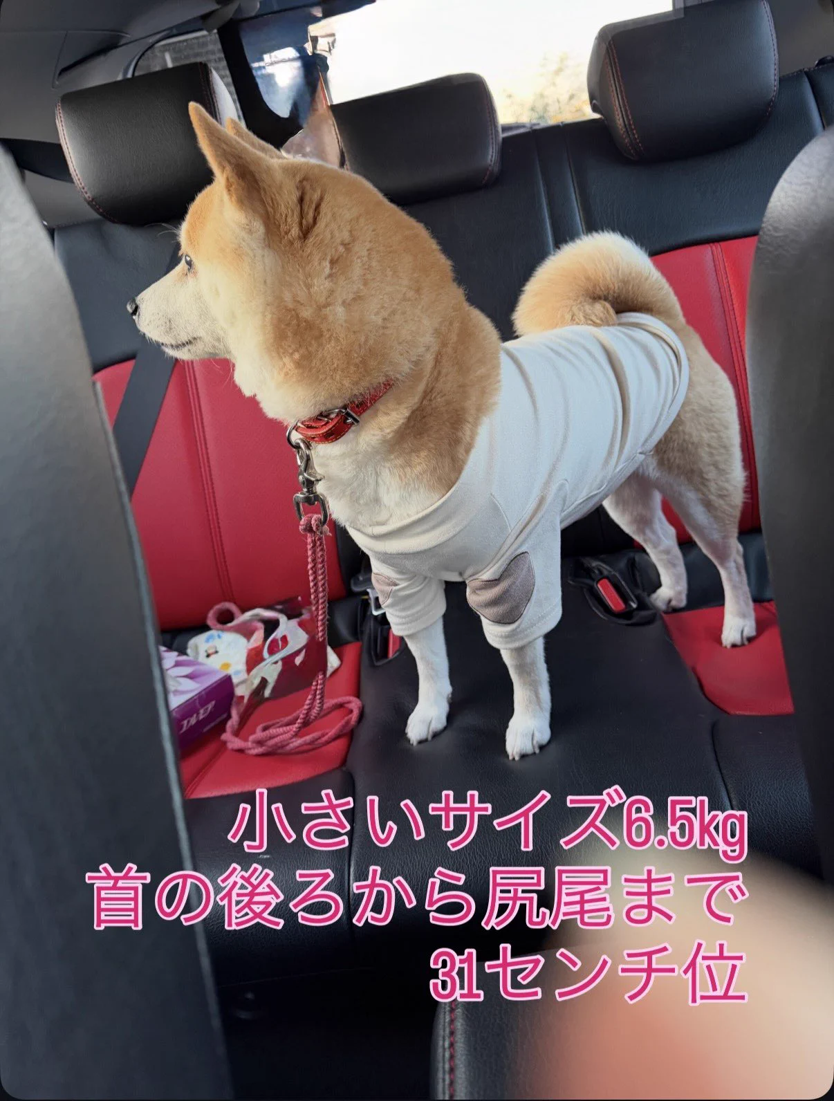 ネコの時間 on X: 