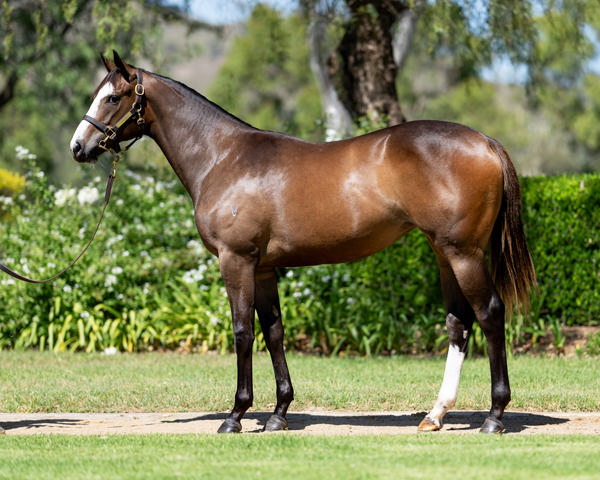 breednet's tweet photo. The golden rule - always forgive a good horse one bad run - 100k MM purchase from Vinery - Lara Antipova was Champion NZ 2YO last season and now a SW in Australia - her sire Russian Revolution real value at Newgate https://t.co/SGwJCm5Nk5  @mmsnippets @TeAkauRacing @FortunaRaces @NewgateFarm @VineryStud @EdenHarrington