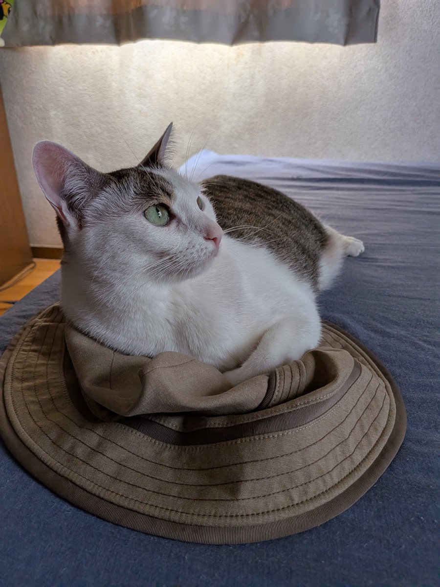 Cherrymomo7's tweet photo. 鳩が鳴いてるね
＃猫 https://t.co/W4w2s2QG9m