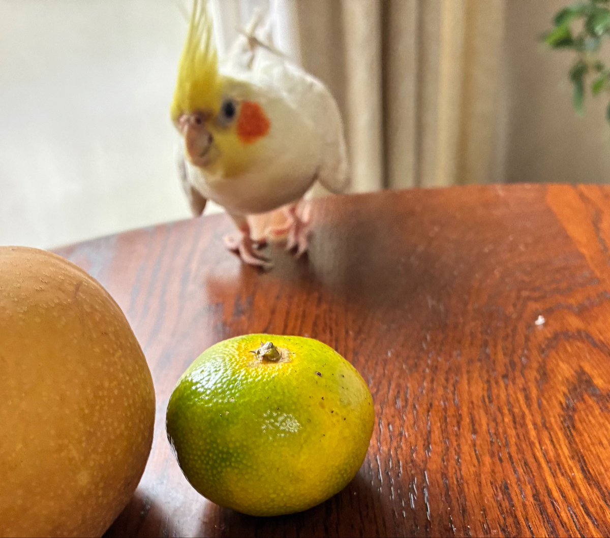 petpinky's tweet photo. おはようございます🐤
肌寒いですね
着るものに注意しなくては、
ですね
よい週末を
お過ごしくださいね♪

#いつもありがとうございます
#秋の味覚 https://t.co/dawflwp85y